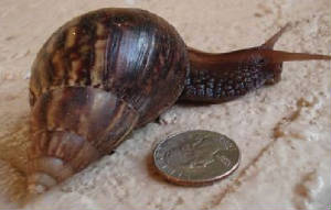 Giant-African-Snail.jpg