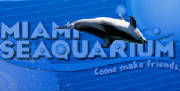 miami seaquarium